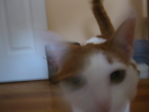 http://monkey.org/~jose/figs/IMG_3031.jpg