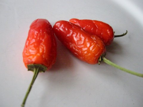 http://monkey.org/~jose/figs/IMG_4441.jpg