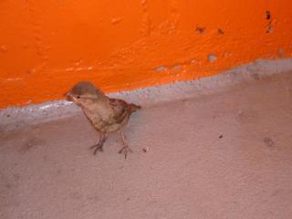 http://monkey.org/~jose/figs/bird-garage.jpg
