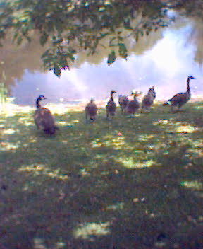 http://monkey.org/~jose/figs/phone_pics/arbor_boston_geese_11_june_04.jpg