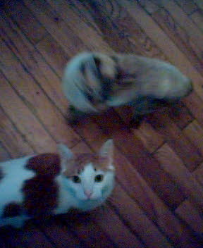 http://monkey.org/~jose/figs/phone_pics/cats_may_1_04.jpg