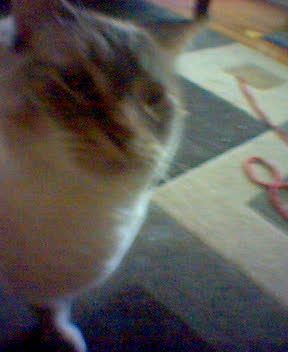 http://monkey.org/~jose/moblog/pics/miso1.jpg