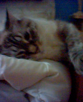 http://monkey.org/~jose/moblog/pics/miso2.jpg