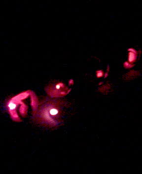 http://monkey.org/~jose/moblog/pics/pumpkins.jpg