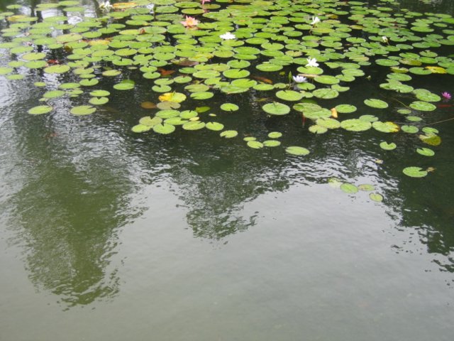 picture goes here