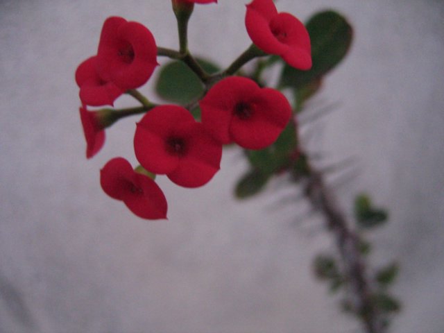 picture goes here