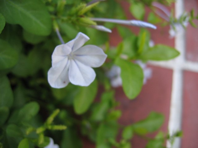 picture goes here