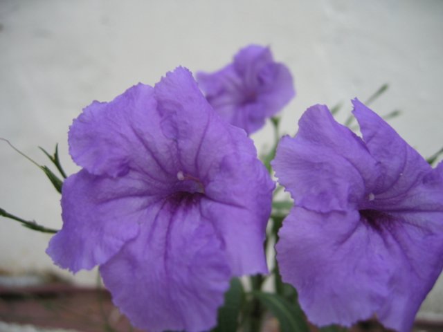 picture goes here