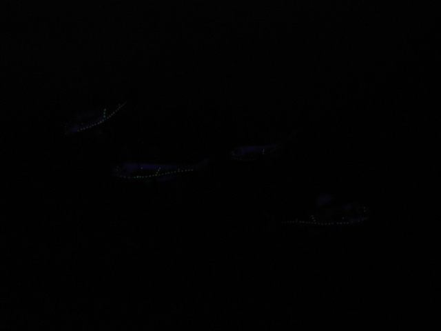 picture goes here